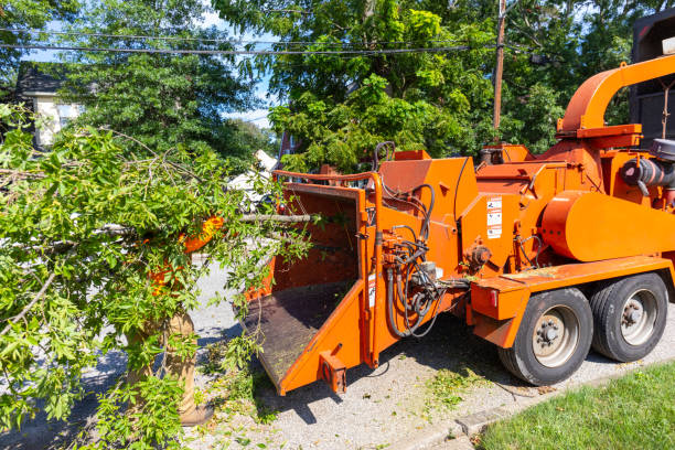 Tree Removal for Businesses in South Pottstown, PA